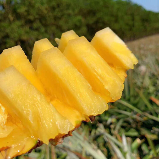 【72小时左右发货】海南自然熟金钻凤梨 4.5-5斤装 商品图11