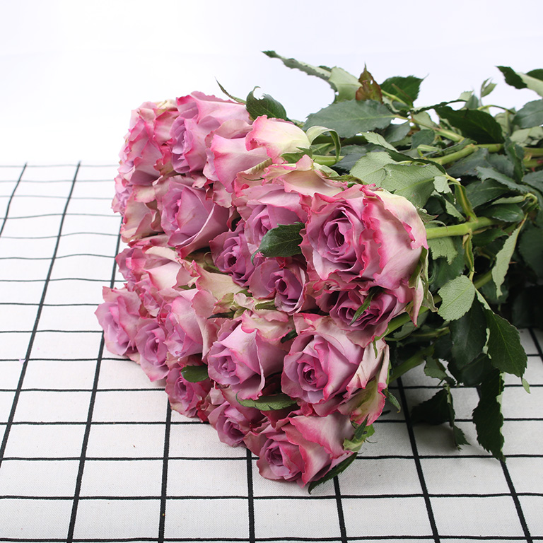 玫瑰·紫霞仙子