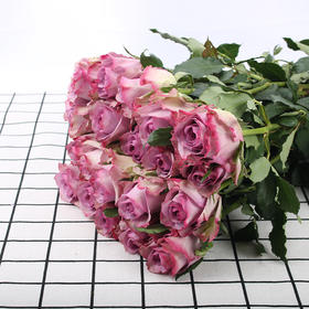 玫瑰·紫霞仙子