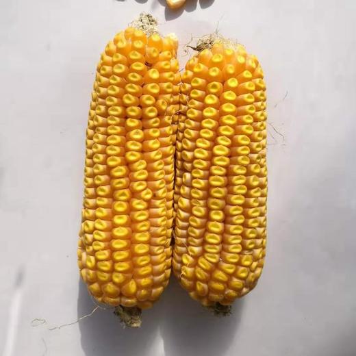 QF252自交系 商品图0