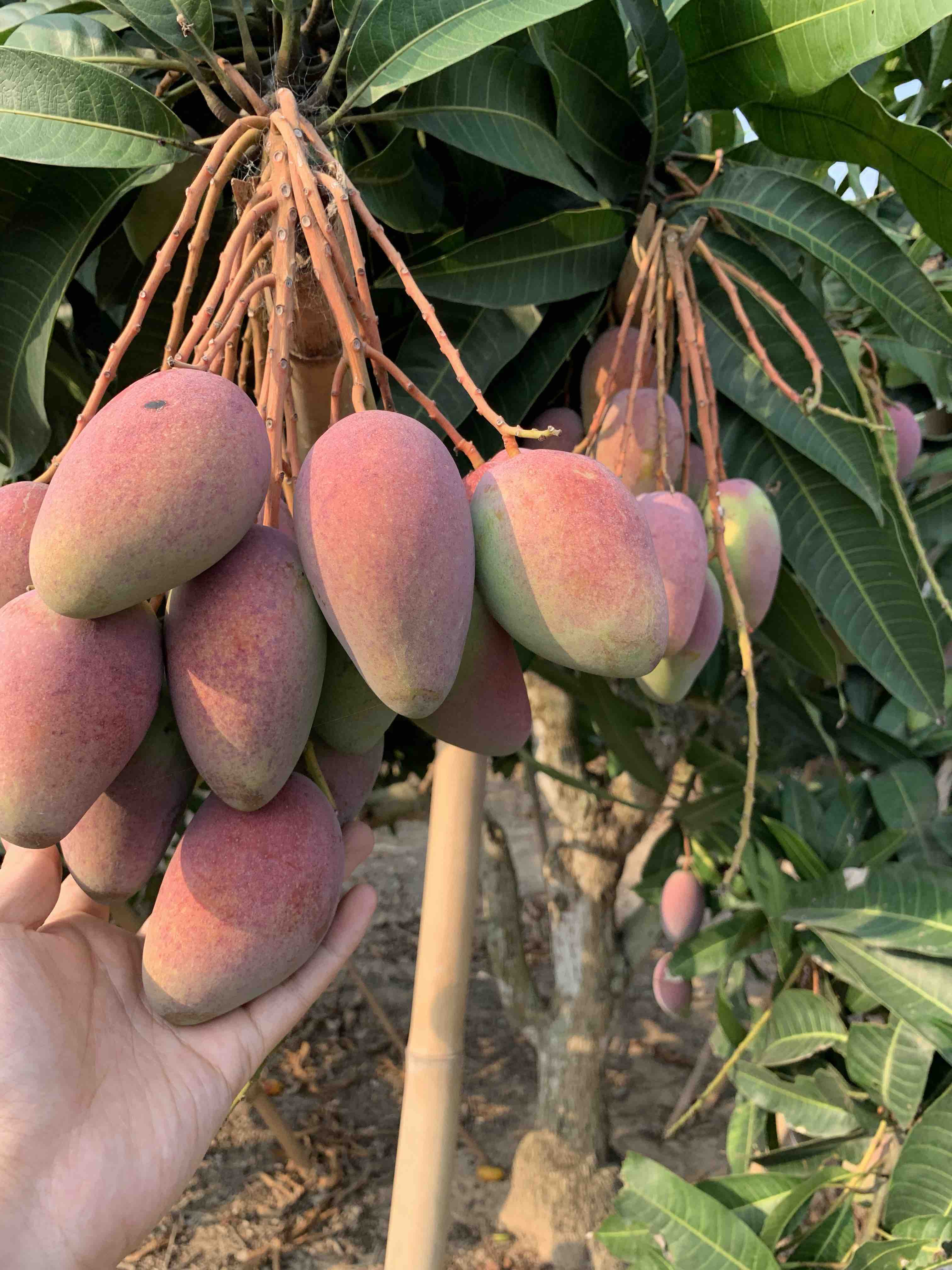 海南贵妃芒尝鲜果