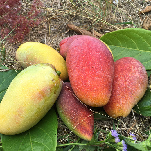 海南树上熟贵妃芒，核薄多汁，香气浓郁 商品图1