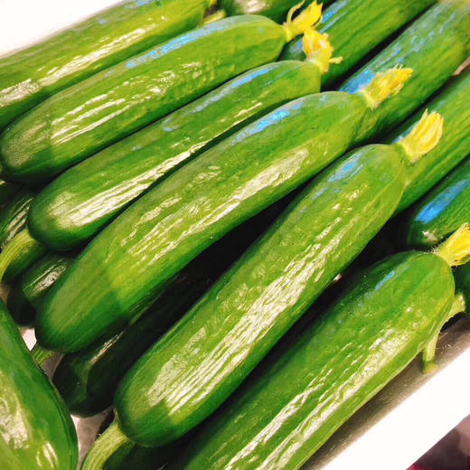 超级新鲜的“水果野黄瓜”绿色新鲜水果🌵  清爽你的味蕾！瘦身女士的佳品！小巧秀美，青翠欲滴，鲜嫩清脆🌸 清香扑鼻，清洗一下即可食用，营养丰富，美容美颜💆！ 商品图1