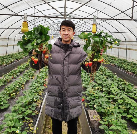 草莓酒 商品图5