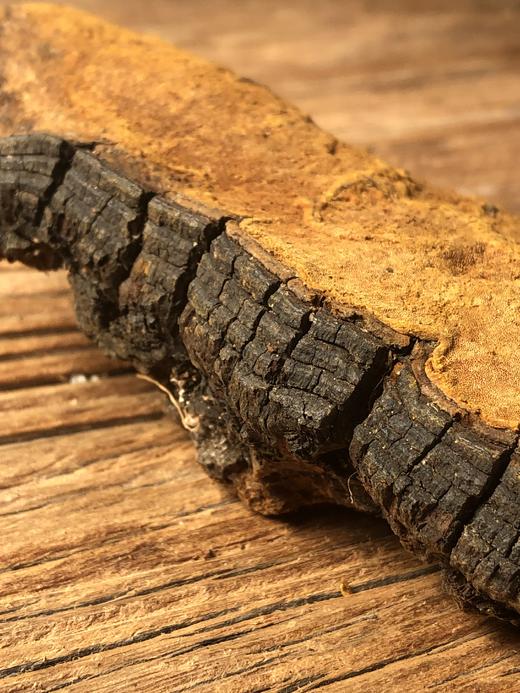 【西藏林芝 野生桑黄 】高海拔生长  整朵和切块 任选 商品图8