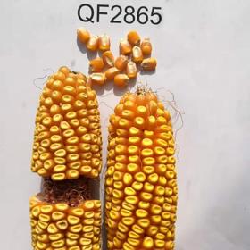 QF2865自交系