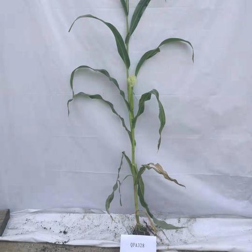 QFA328自交系 商品图0