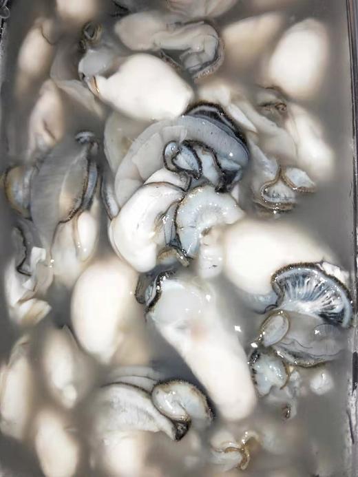 新鲜现挖牡蛎肉约300克