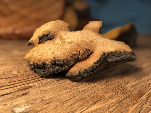 【西藏林芝 野生桑黄 】高海拔生长  整朵和切块 任选 商品图4