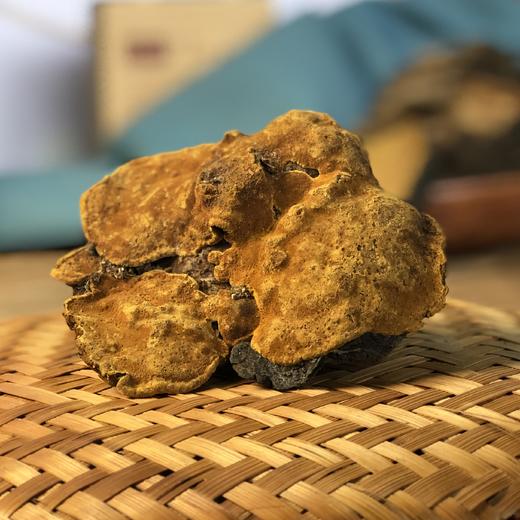 【西藏林芝 野生桑黄 】高海拔生长  整朵和切块 任选 商品图6