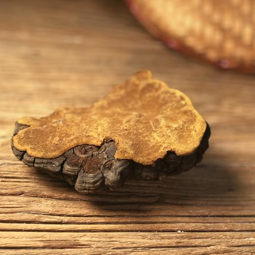 【西藏林芝 野生桑黄 】高海拔生长  整朵和切块 任选 商品图0