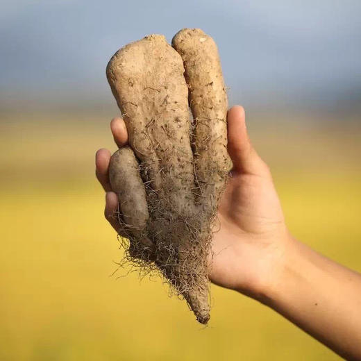 长得丑却有营养的佛手山药 山药中的爱马仕产量极低