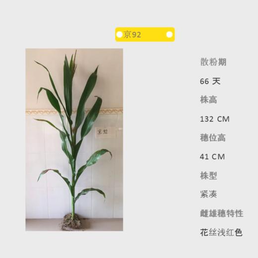京92自交系 商品图0