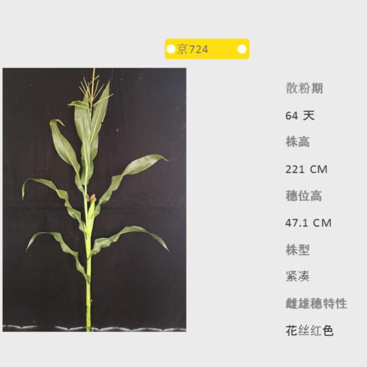 京724自交系 商品图0