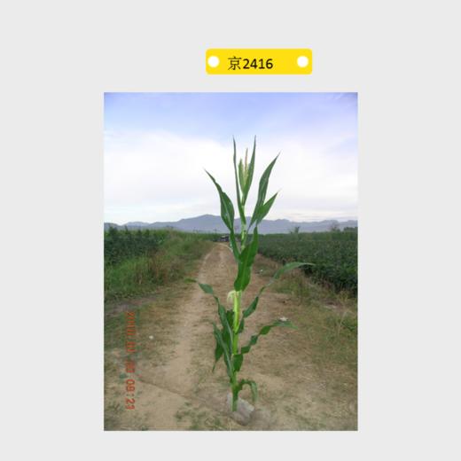 京2416自交系 商品图0