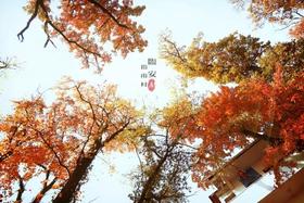 小吉不二档期预约项