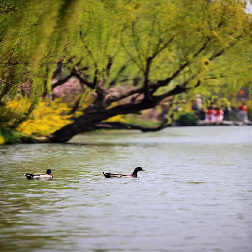 4.11号【扬州兴化 立减30元】兴化油菜花、李中水上森林、瘦西湖、何园~江南何处寻春迹？还需下扬州 商品图3