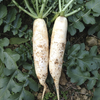 有机白萝卜 1kg/箱（有机蔬菜、中国有机认证） 商品缩略图2