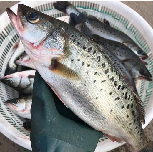 冰鲜海鲈鱼送葱