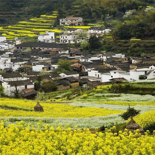 4.11号【扬州兴化 立减30元】兴化油菜花、李中水上森林、瘦西湖、何园~江南何处寻春迹？还需下扬州 商品图4