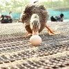 生态鸭蛋（绿家自产 ）| Eco-duck egg | Self-production 商品缩略图2