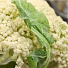有机花菜 500g/箱（有机蔬菜、中国有机认证） 商品缩略图2