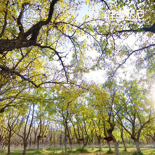 2025年新疆喀什小圆枣古树认养【新认养，续养都是这个链接】 商品图1