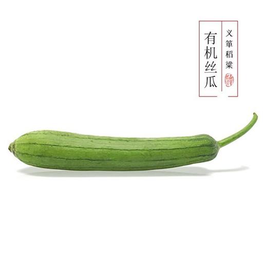 有机丝瓜 500g/箱（有机蔬菜、中国有机认证） 商品图2