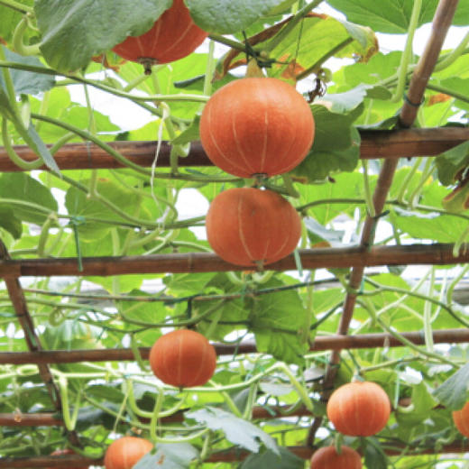 有机南瓜、红皮南瓜 （有机蔬菜中国有机认证） 商品图2