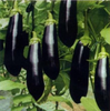 有机茄子 500g/箱（有机蔬菜、中国有机认证） 商品缩略图2