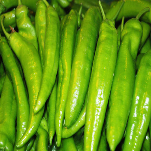 绿源禾心有机辣椒500g/袋（有机蔬菜、中国有机认证） 商品图2