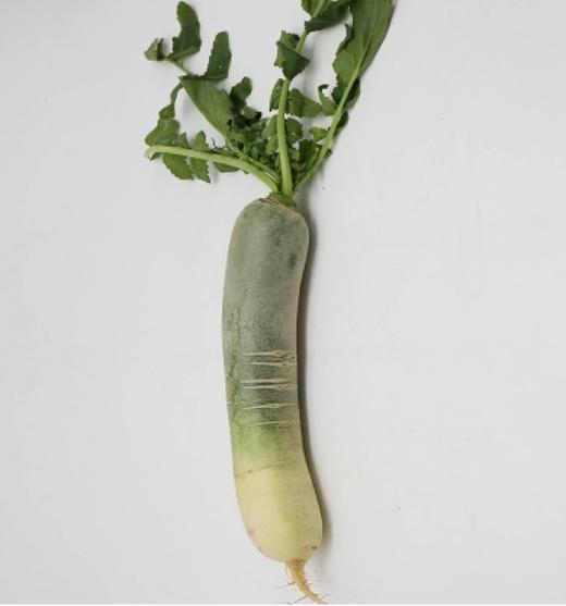 有机青萝卜 500g（有机蔬菜、中国有机认证） 商品图1