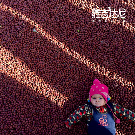 2025年新疆喀什小圆枣古树认养【新认养，续养都是这个链接】 商品图3