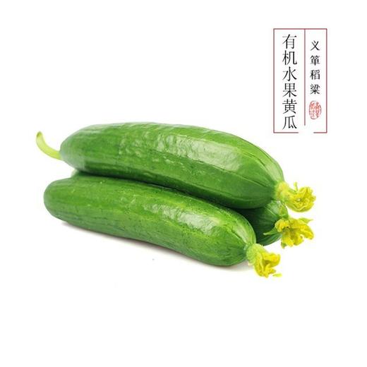 有机水果黄瓜500g/箱  （有机蔬菜、中国有机认证） 商品图0