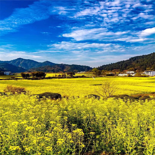 4.11号【扬州兴化 立减30元】兴化油菜花、李中水上森林、瘦西湖、何园~江南何处寻春迹？还需下扬州 商品图5