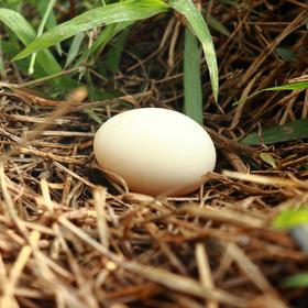 生态鸭蛋（绿家自产 ）| Eco-duck egg | Self-production