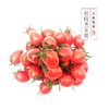 有机蔬菜 有机圣女果、有机小西红柿 500g/箱 （有机蔬菜、中国有机认证） 商品缩略图0