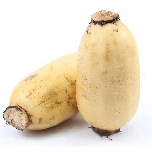 新鲜农家莲藕店有粉藕脆藕苏北特产莲藕清炒白莲藕5斤装嫩藕