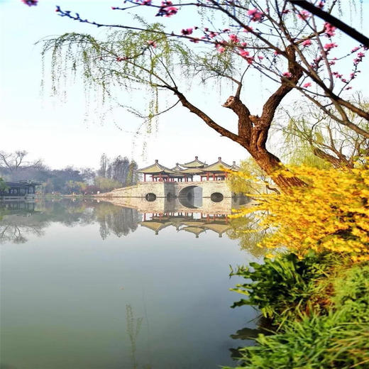 4.11号【扬州兴化 立减30元】兴化油菜花、李中水上森林、瘦西湖、何园~江南何处寻春迹？还需下扬州 商品图6