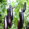 有机茄子 500g/箱（有机蔬菜、中国有机认证） 商品缩略图1