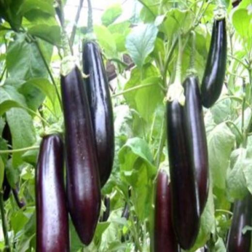 有机茄子 500g/箱（有机蔬菜、中国有机认证） 商品图1