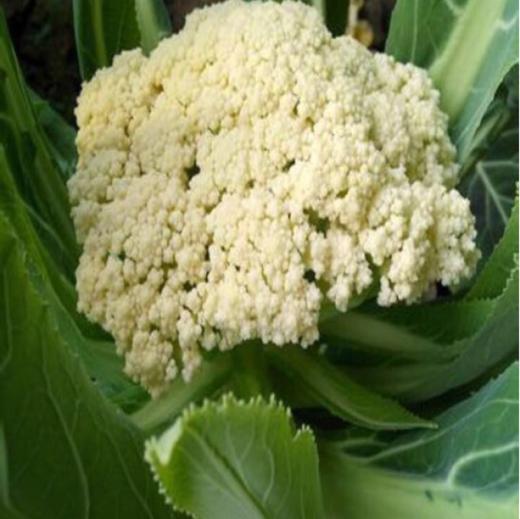 有机花菜 500g/箱（有机蔬菜、中国有机认证） 商品图3