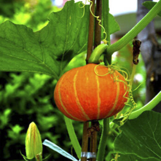 有机南瓜、红皮南瓜 （有机蔬菜中国有机认证） 商品图3