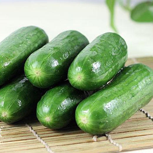 有机水果黄瓜500g/箱  （有机蔬菜、中国有机认证） 商品图2