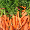 有机胡萝卜500g/箱 （有机蔬菜、中国有机认证） 商品缩略图2