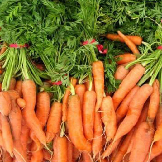 有机胡萝卜500g/箱 （有机蔬菜、中国有机认证） 商品图2