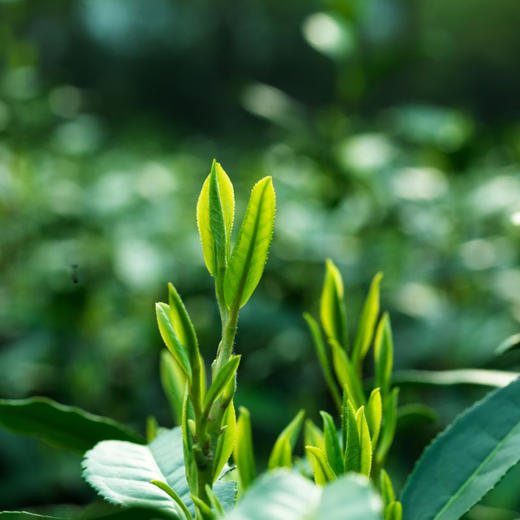 （永久下架）【93定制】2019年老树龙井 商品图2