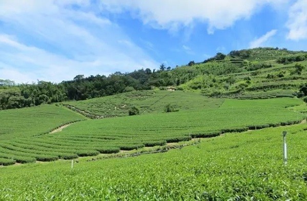 臺灣阿里山高山茶清香型烏龍茶