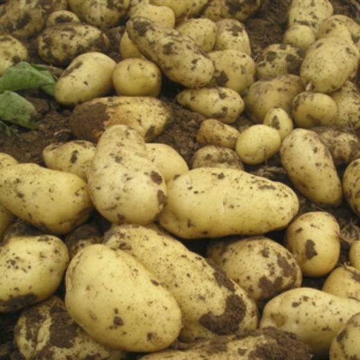 有机土豆500g/箱（ 有机蔬菜、中国有机认证） 商品图2