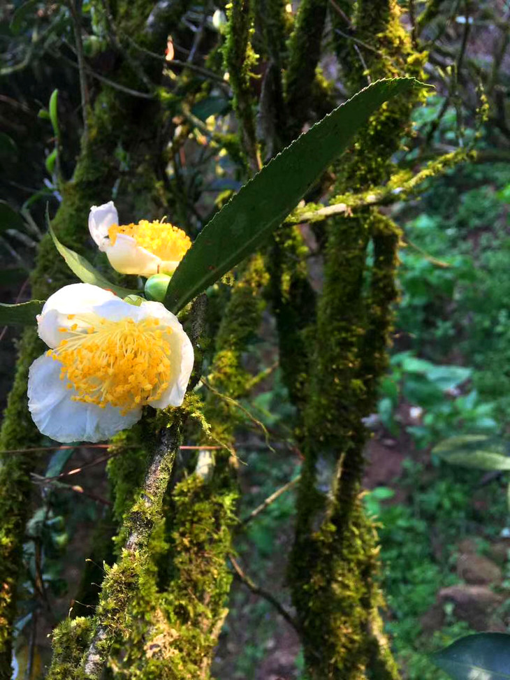 百年老枞净重100